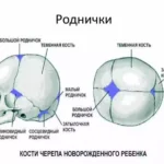 Какое значение имеют роднички на голове у ребенка?